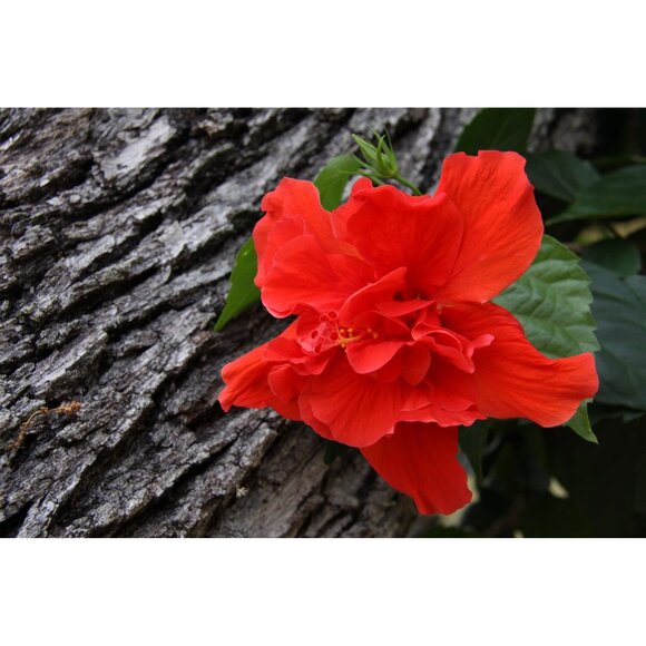 Canon EOS 50D SLR Digital Camera 15.1MP Canon 18-55mm IS Lens 4GB CF Card - Picture 4 of 16